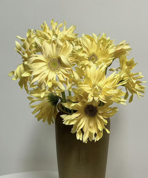 【空气卷边】弗朗/非洲菊- 香格里拉 约10枝/扎 商品图1