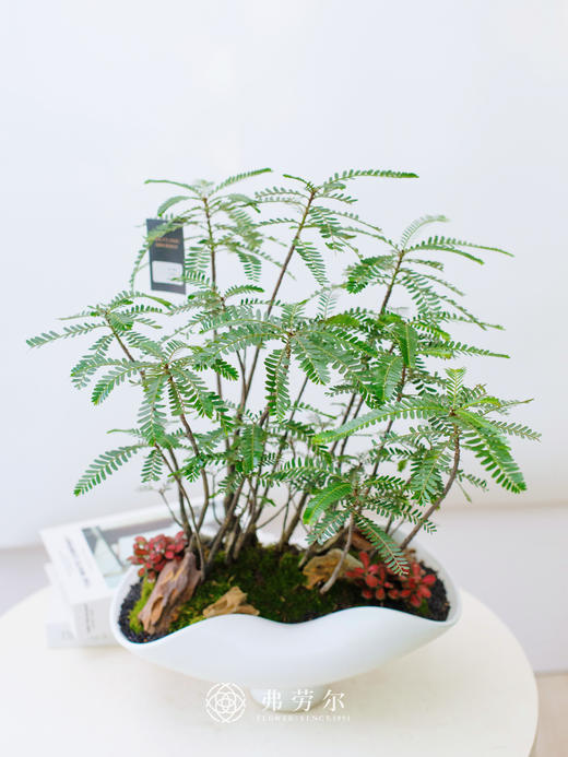 白盆叶下珠 商品图1