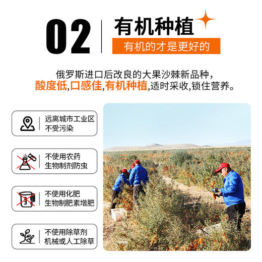 鲜时力 沙棘果浆后生元饮品 商品图1