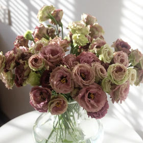 国产花材-【洋桔梗】复古茶色