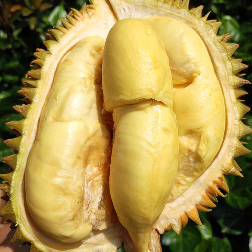 『泰国金枕榴莲』核小肉厚，软糯丝滑，奶味纯甜，小巧玲珑 商品图0