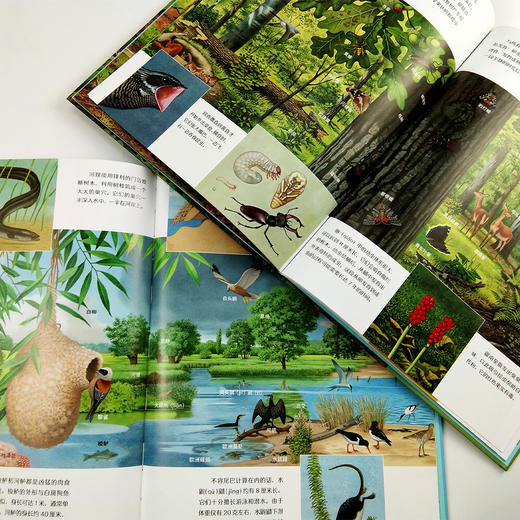 美丽散步系列（共2册）水边的大自然+林间的大自然，德国著名自然科普作家托马斯·穆勒经典作品 商品图5
