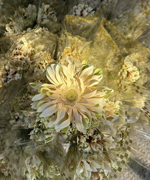 【空气卷边】弗朗/非洲菊- 香格里拉 约10枝/扎 商品图5