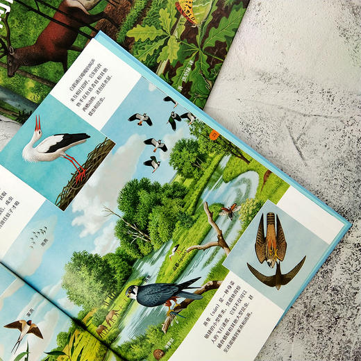 美丽散步系列（共2册）水边的大自然+林间的大自然，德国著名自然科普作家托马斯·穆勒经典作品 商品图8