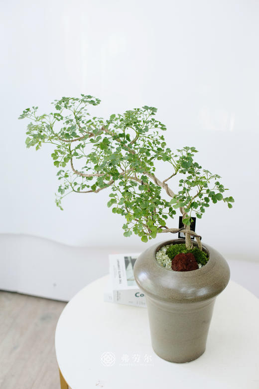 芹叶福禄桐 商品图1