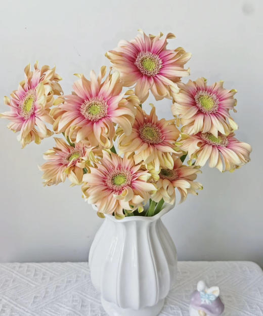 【空气卷边】弗朗/非洲菊- 亚丁  约10枝/扎 商品图7