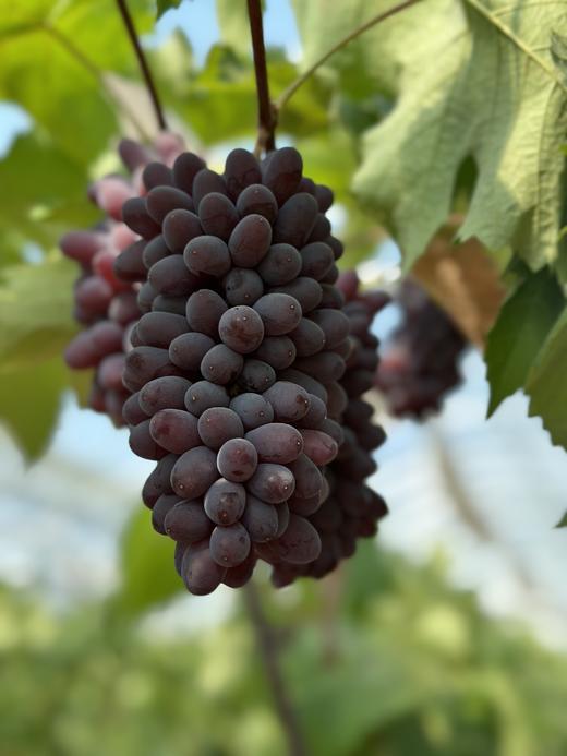 【茉莉香无核葡萄】一种精致的葡萄，身上也散发着芳香，揪下一颗扔到嘴里，牙齿略微一施力，就像咬开了一颗🍇葡萄味的“爆珠”。 商品图3