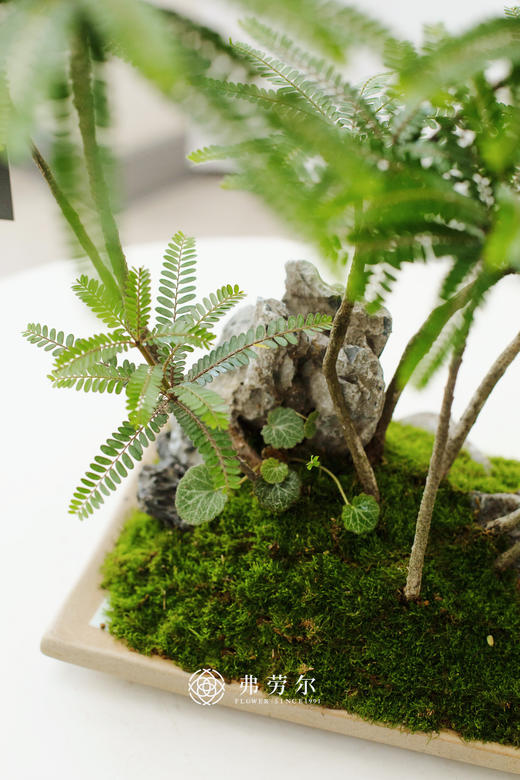 浅盘苔藓海岛叶下珠 商品图2