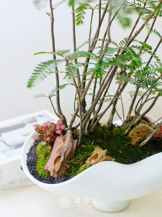 白盆叶下珠 商品图2