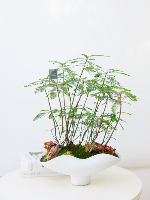 白盆叶下珠 商品图0