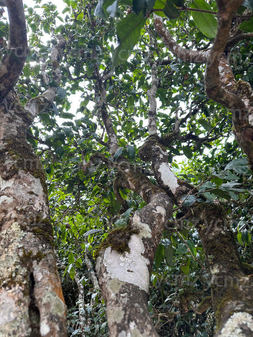 【有合同，可溯源的真·冰岛】南迫老寨66号茶农扎母自家茶地古树茶！大货已经全部批完，目前仅剩20kg特价尝鲜！250g/份！ 商品图3