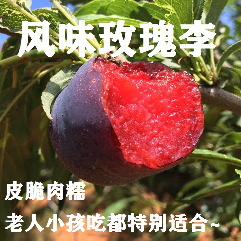 【云南风味玫瑰李】放软剥皮吃纯甜 这款玫瑰李有着杏+李子的香甜 蜜汁四溢 颠覆你对李子的传统印象 4种规格任选