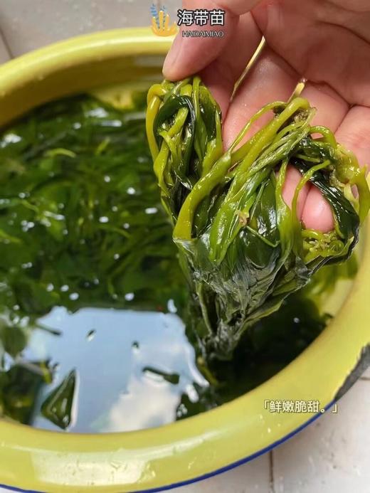 特级海带嫩苗🍃每一口都能感受到来自海洋清新自然的美味~ 商品图5