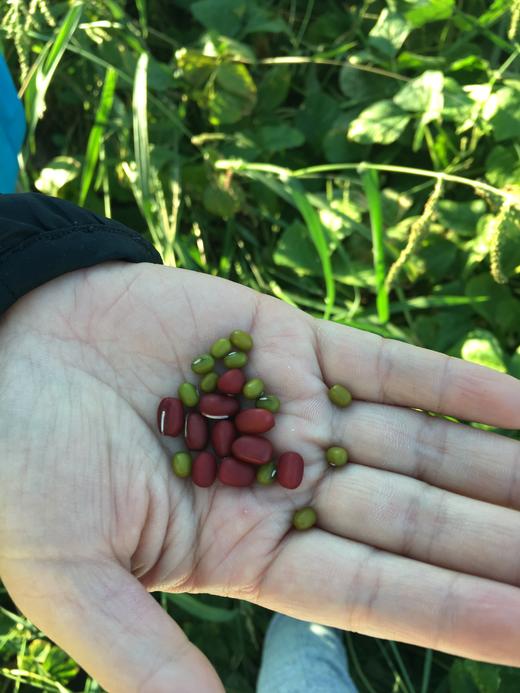 合作产品/有机红豆 商品图8