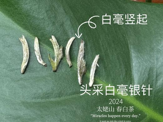 【2024春茶来了】2024头采白毫银针，鲜、嫩、爽、滑，怎一个“嫩”字了得？ 商品图2