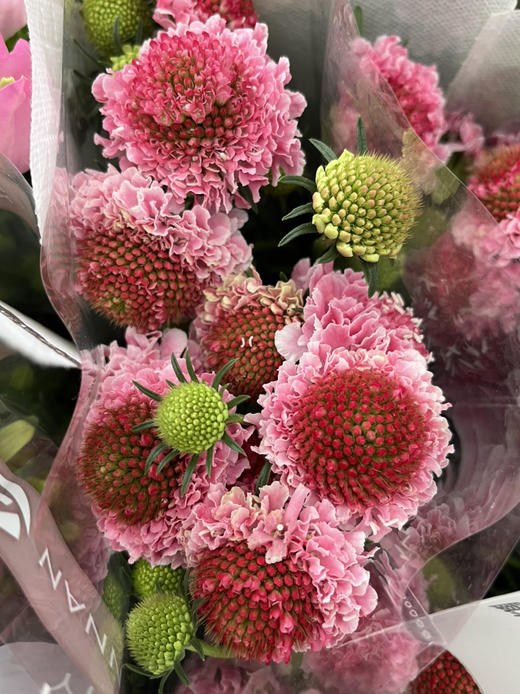 国产花材-【松虫草】 商品图5