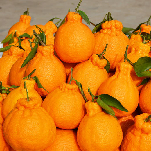 新鲜水果  四川丑橘 商品图1