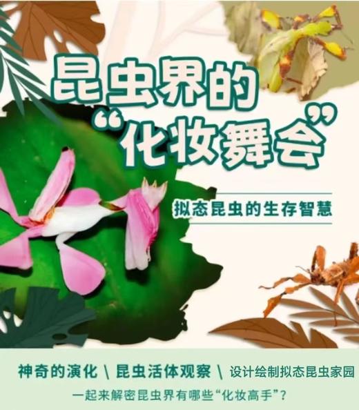 【5月18日上午】昆虫界伪装大师的化妆舞会 | 西北大学博物馆文创体验营亲子体验项目报名啦！ 商品图0