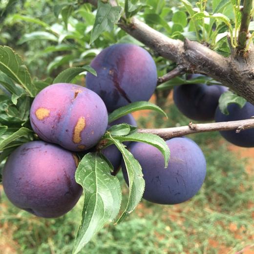 【云南风味玫瑰李】放软剥皮吃纯甜 这款玫瑰李有着杏+李子的香甜 蜜汁四溢 颠覆你对李子的传统印象 4种规格任选 商品图3