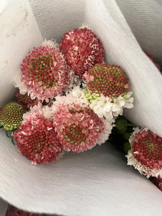 国产花材-【松虫草】 商品图2