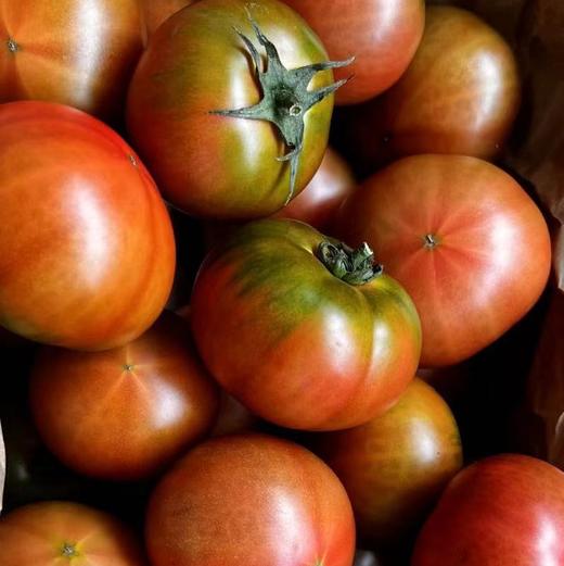 生态天津草莓西红柿 | 合作生产*Eco-tomato | Coproduction 商品图2