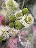 国产花材-【松虫草】 商品缩略图3