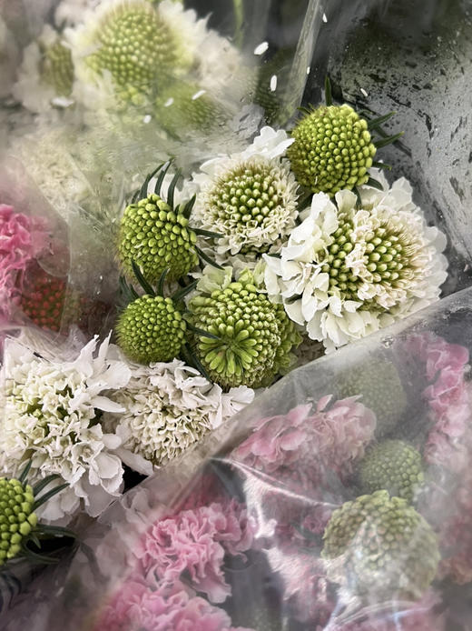 国产花材-【松虫草】 商品图3