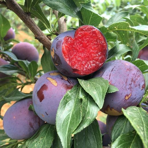 【云南风味玫瑰李】放软剥皮吃纯甜 这款玫瑰李有着杏+李子的香甜 蜜汁四溢 颠覆你对李子的传统印象 4种规格任选 商品图2