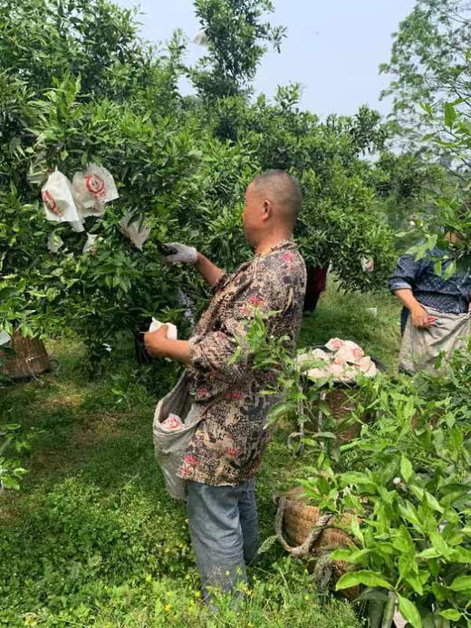 柠檬不知火，柠檬的香气，不知火的清甜，果肉脆嫩。比橙子清甜，比桔肉细腻，比柑子脆嫩，还带有柠檬的清香，酸甜可口。
非常棒👍🏻5斤/袋 商品图2