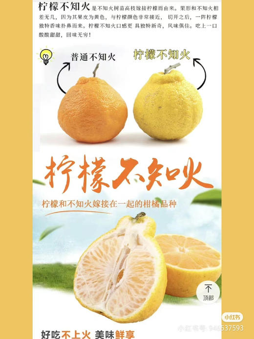 柠檬不知火，柠檬的香气，不知火的清甜，果肉脆嫩。比橙子清甜，比桔肉细腻，比柑子脆嫩，还带有柠檬的清香，酸甜可口。
非常棒👍🏻5斤/袋 商品图3