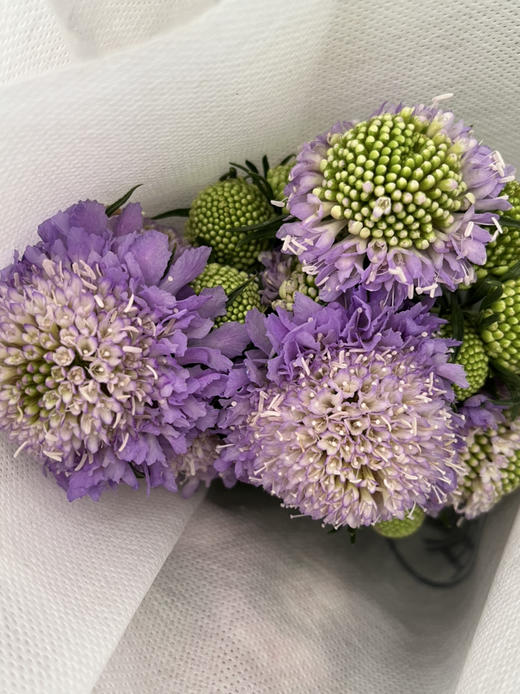 国产花材-【松虫草】 商品图4