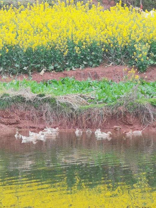 合作产品/ 生态皮蛋  happy蛋 商品图10