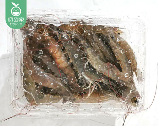 龙海活冰白对虾/1份（450-500g，30-35条） 商品图1