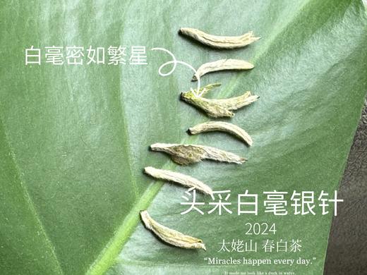 【2024春茶来了】2024头采白毫银针，鲜、嫩、爽、滑，怎一个“嫩”字了得？ 商品图3