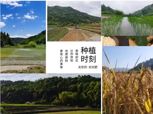 合作产品/生态米粉（米线） 商品图2