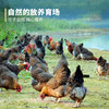 笨笨乐小笨鸡 750g 商品缩略图4