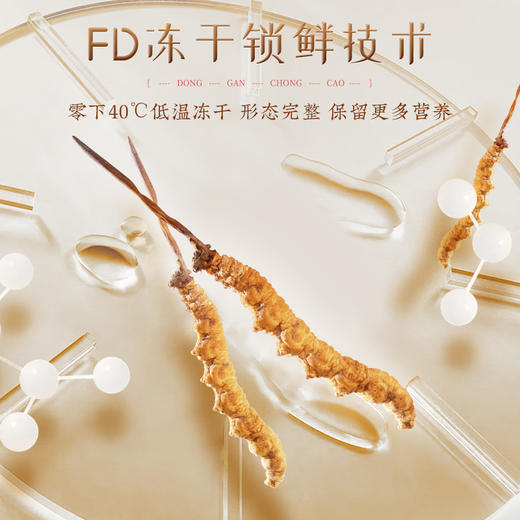 胡庆余堂 冬虫夏草（地号）10克/20克礼盒装 商品图4