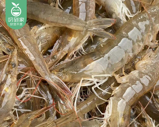 龙海活冰白对虾/1份（450-500g，30-35条） 商品图5