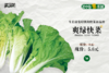 [专业种子] “爽绿”快菜种子   商品缩略图1