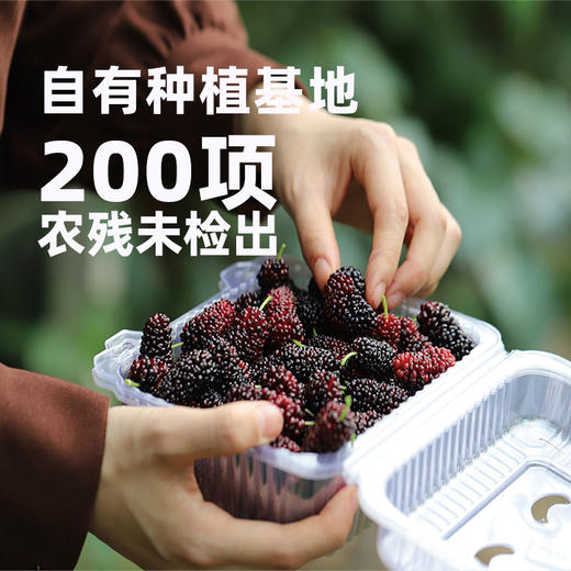 【FX】西域美农桑葚原浆100ml*8瓶  NFC非浓缩鲜榨，果汁含量100%，1瓶原浆≈80颗桑葚鲜果 商品图2