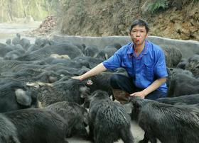 雪峰山藏香黑猪 检疫合格   整头100斤左右 30元/斤 根据实际重量称重  慢养365天肉质鲜香紧实脂香皮糯