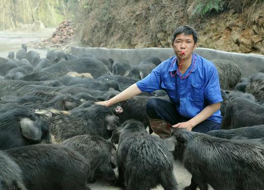 雪峰山藏香黑猪 检疫合格   整头100斤左右 30元/斤 根据实际重量称重  慢养365天肉质鲜香紧实脂香皮糯 商品图0