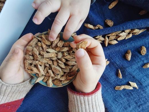 野生潞党参5-20年任选，可选切片。 基地直邮 商品图2