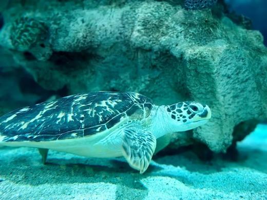 11.8/16/22【朝阳·亲子·半日·自驾】我是海龟守护者| 让孩子做有意义的事情- 商品图5