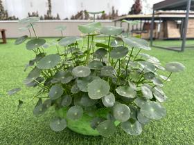 铜钱草 桌面水培绿植推荐