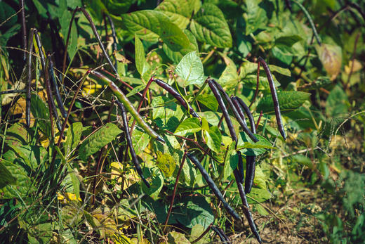 合作产品/有机红豆 商品图7