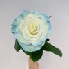 厄瓜多尔进口花材white sky白色天空玫瑰花10支 商品缩略图1