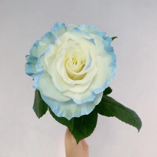 厄瓜多尔进口花材white sky白色天空玫瑰花10支 商品图1