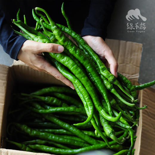 生态线椒 | 绿家自产*Ecological cayenne pepper | Self-production 商品图0