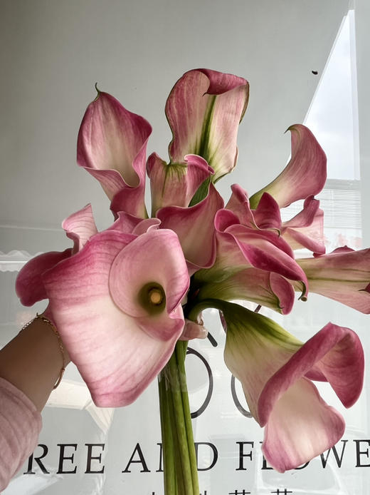 国产马蹄莲-【粉色】 商品图0